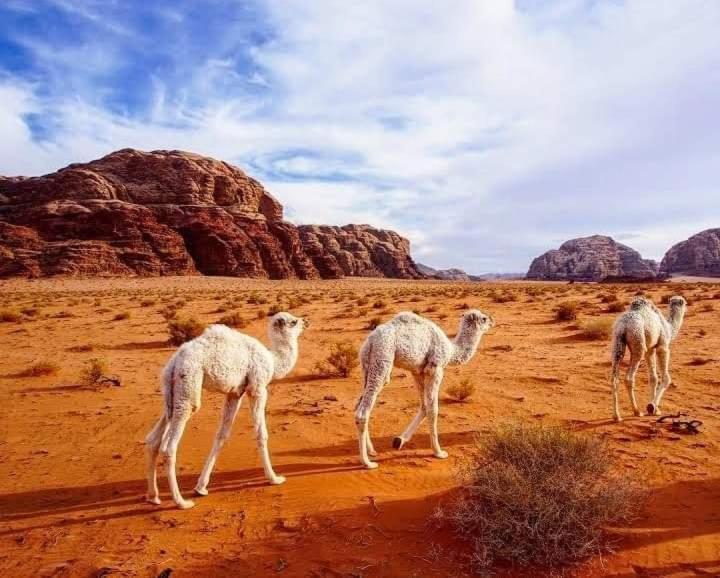 Enad desert camp Wadi Rum Exterior foto
